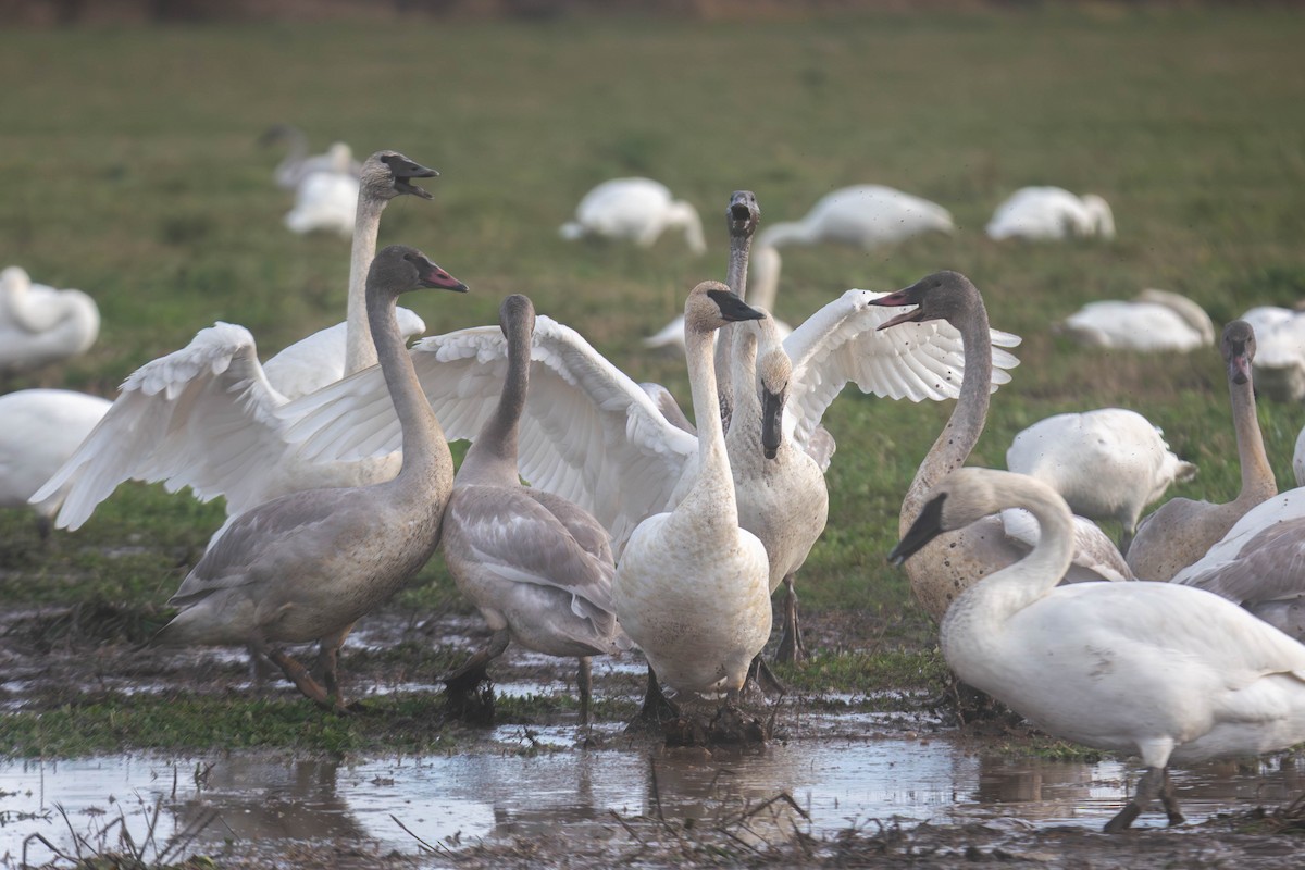 Trumpeter Swan - ML647269882