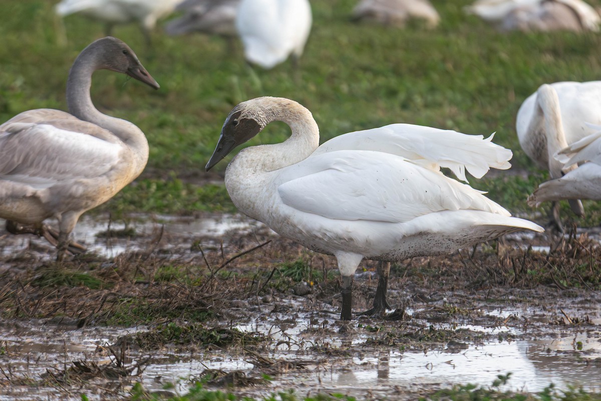 Trumpeter Swan - ML647269883