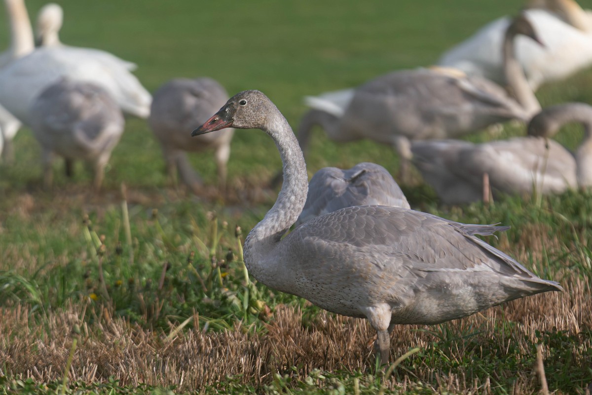 Trumpeter Swan - ML647269884