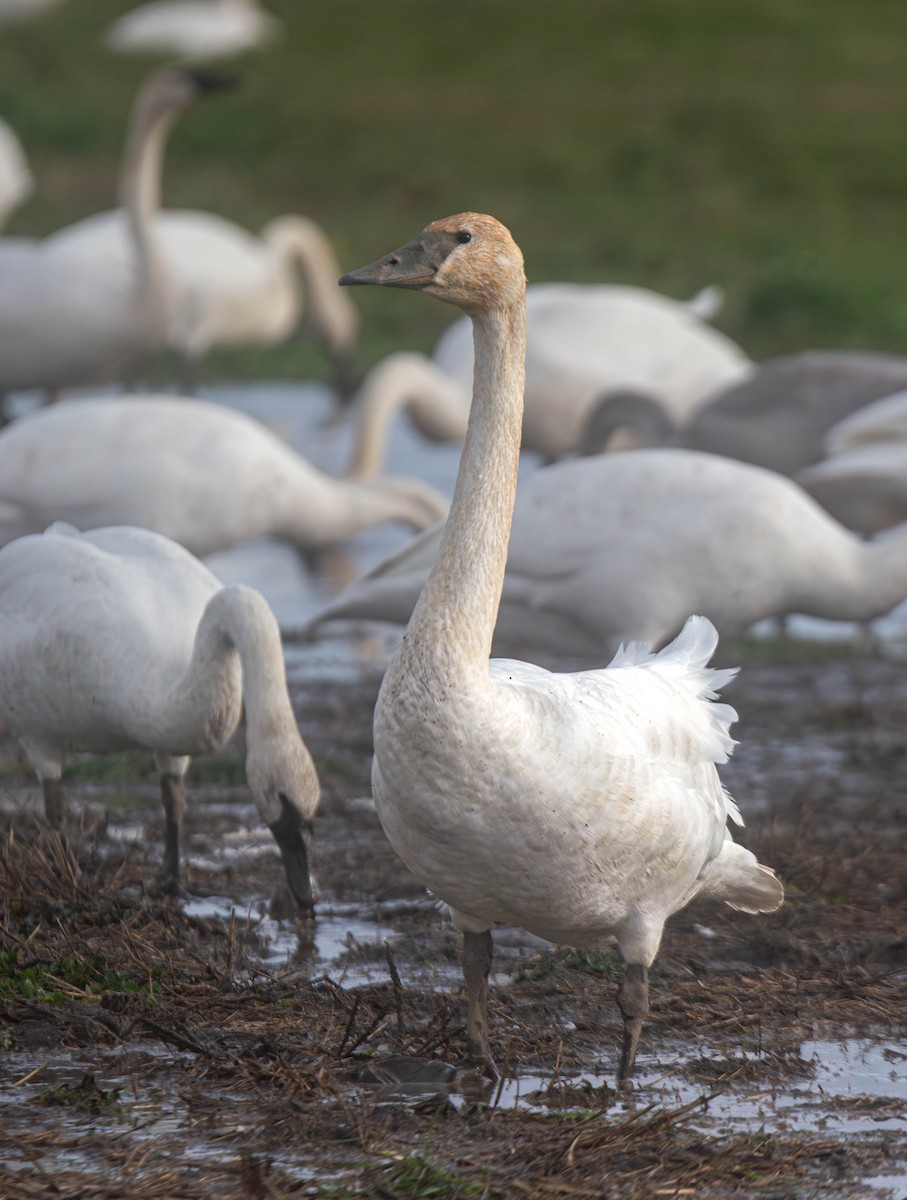 Trumpeter Swan - ML647269885