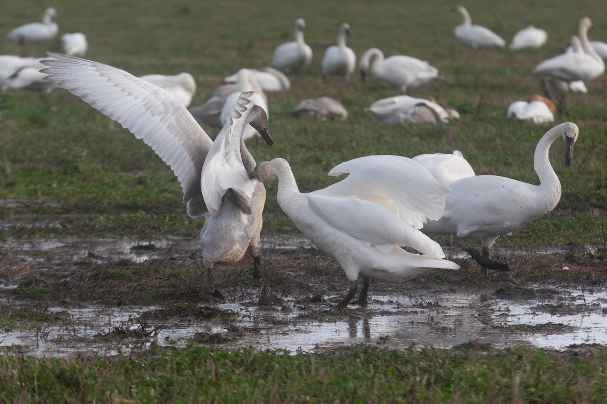 Trumpeter Swan - ML647269886