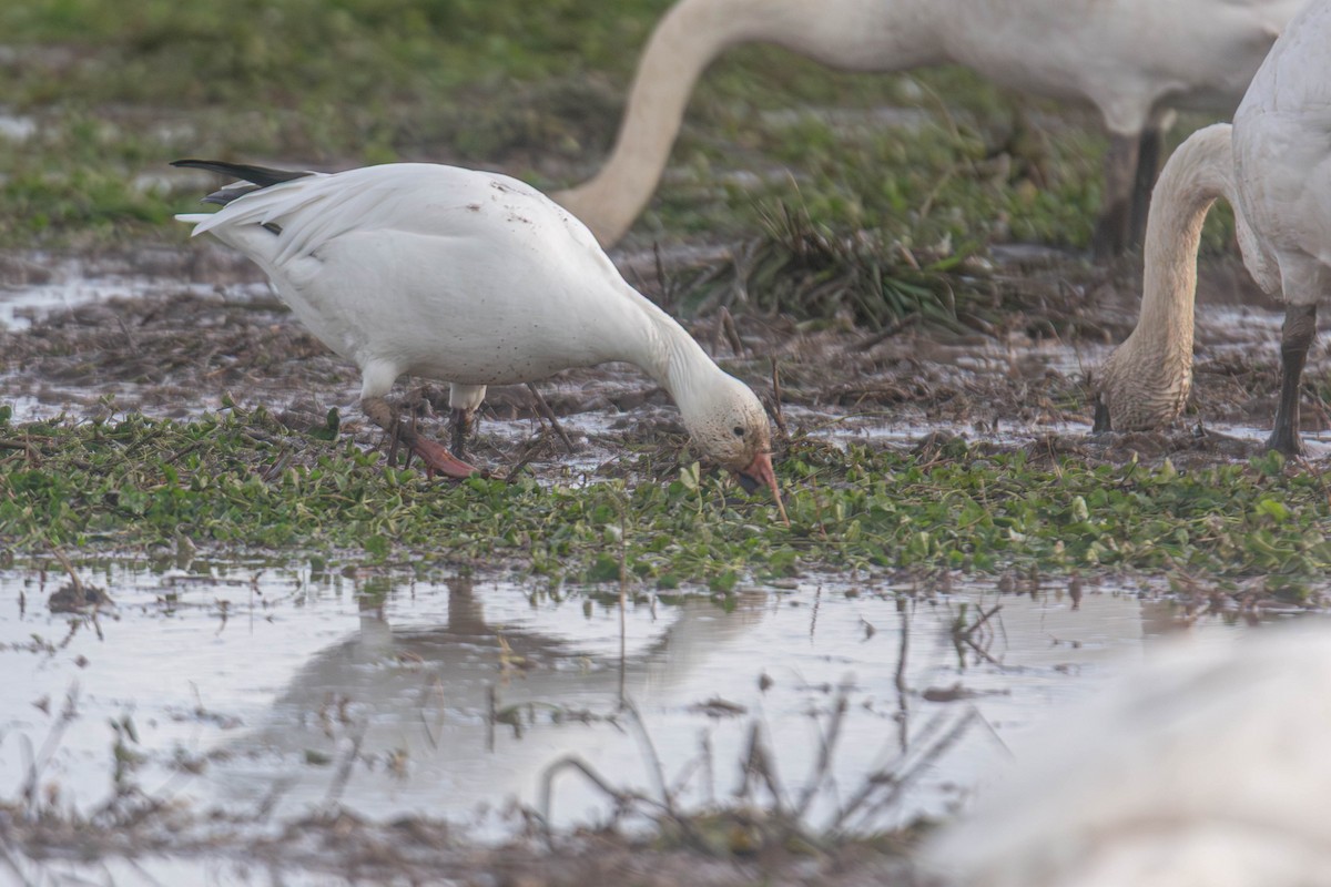 Snow Goose - ML647269888