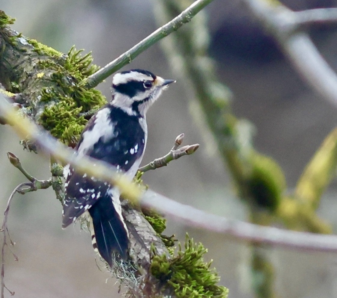 Downy Woodpecker - ML647269891
