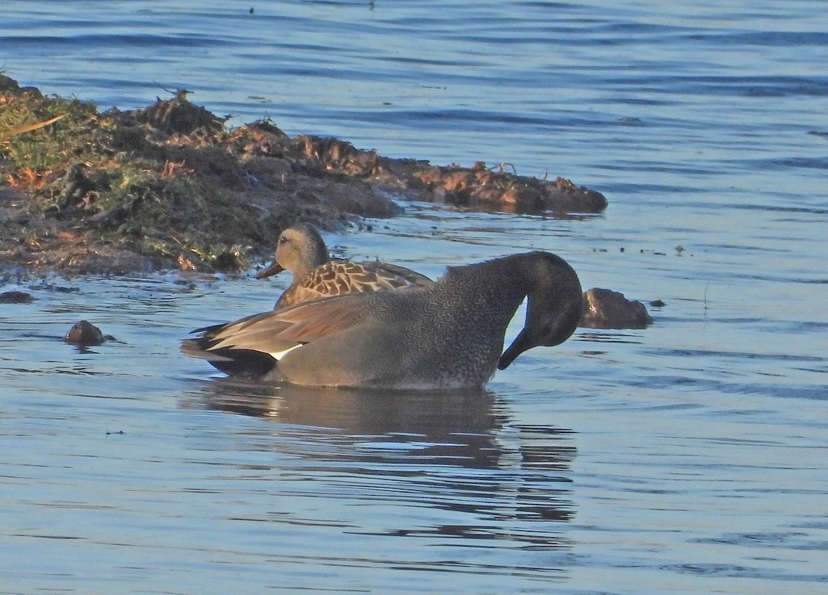 Boz Ördek - ML647269892