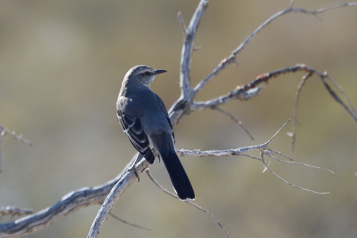 Northern Mockingbird - ML647269894