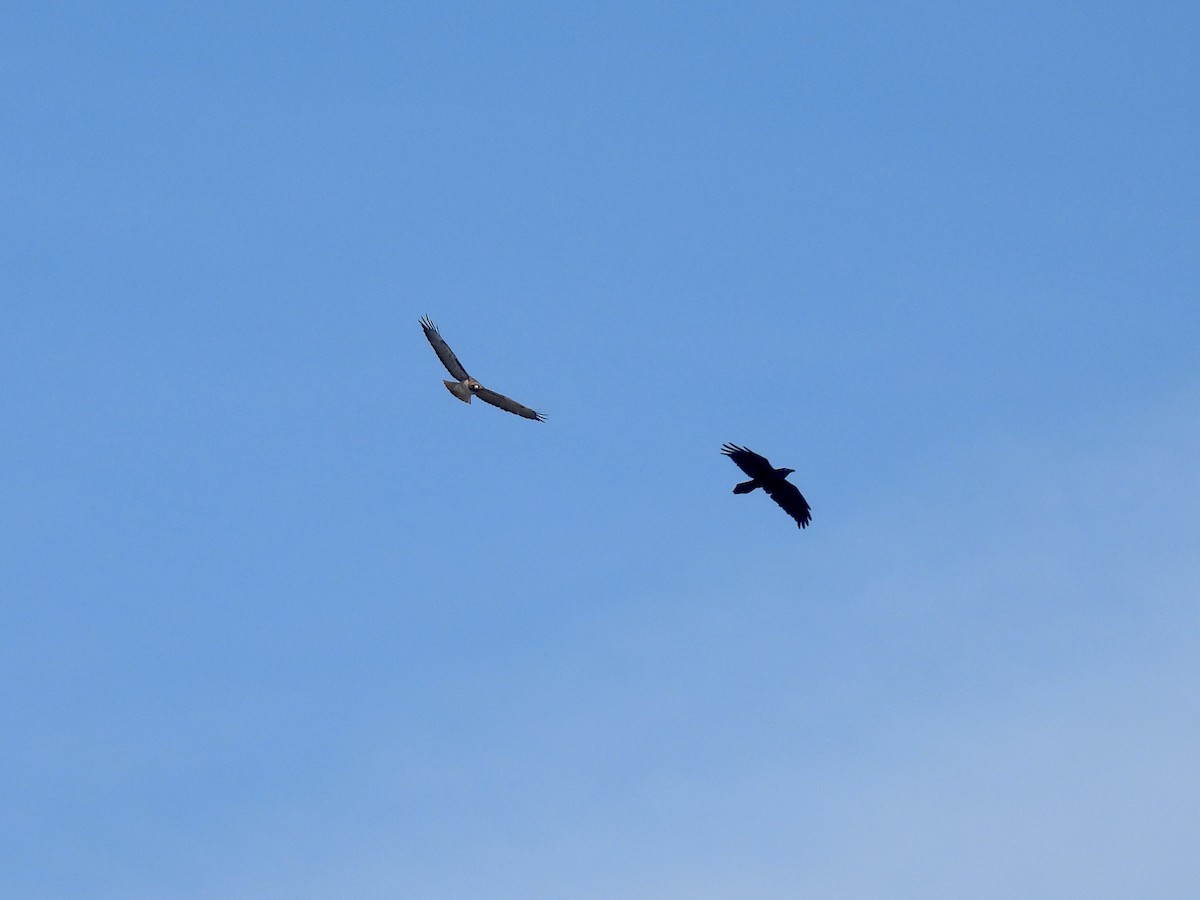 Red-tailed Hawk - ML647269915