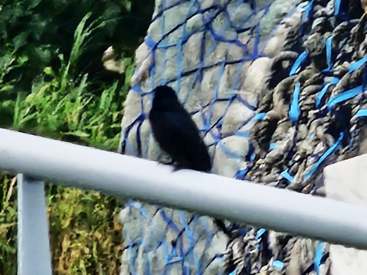 Black Drongo - ML647269927