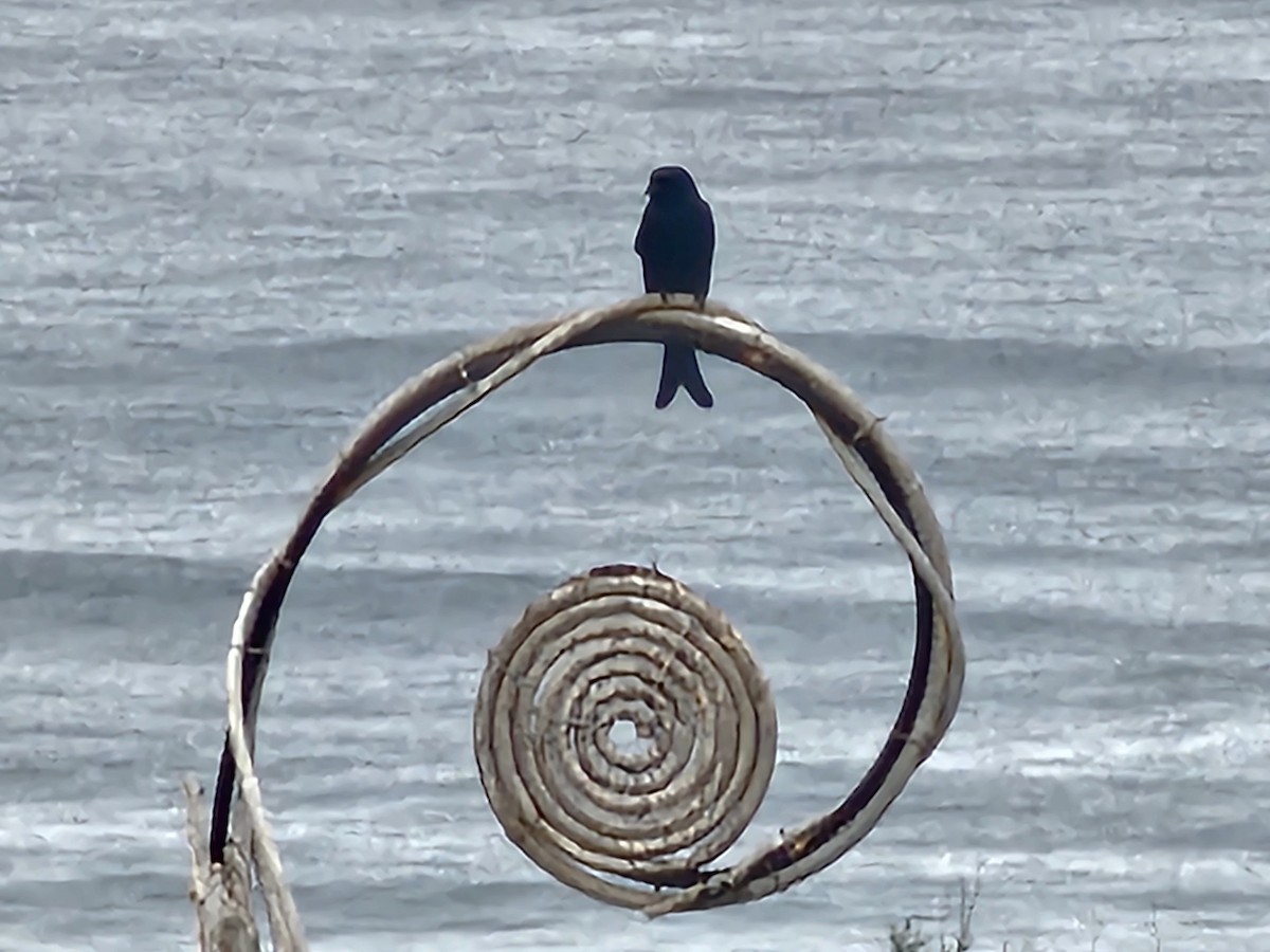 Black Drongo - ML647269928