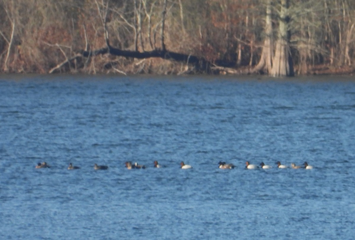 Canvasback - ML647269929