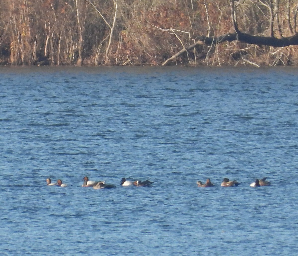 Canvasback - ML647269930