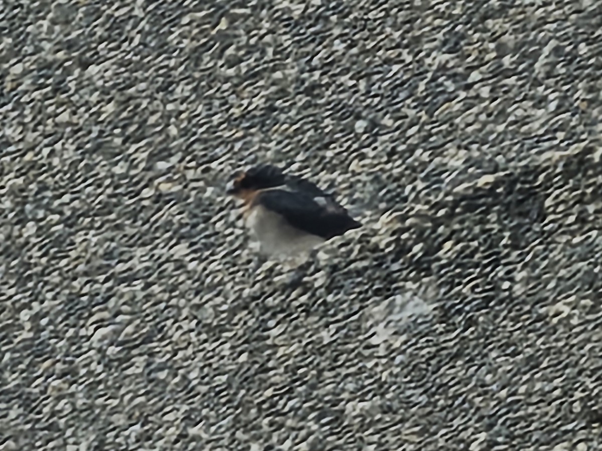 Pacific Swallow - ML647269931