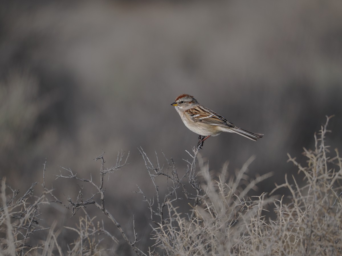American Tree Sparrow - ML647269934