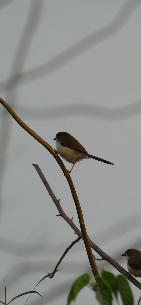 Yellow-eyed Babbler - ML647269936