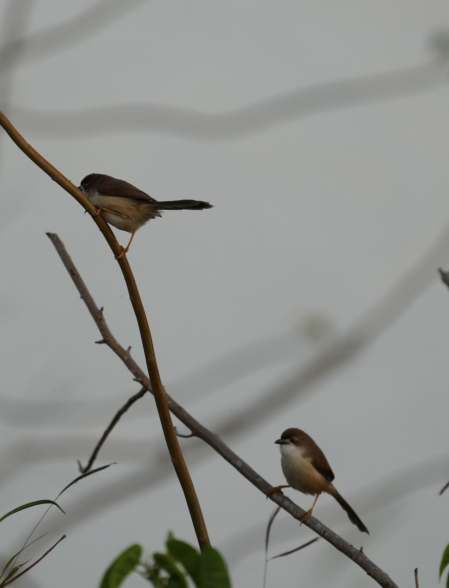 Yellow-eyed Babbler - ML647269937