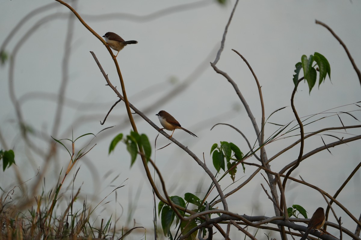 Yellow-eyed Babbler - ML647269938