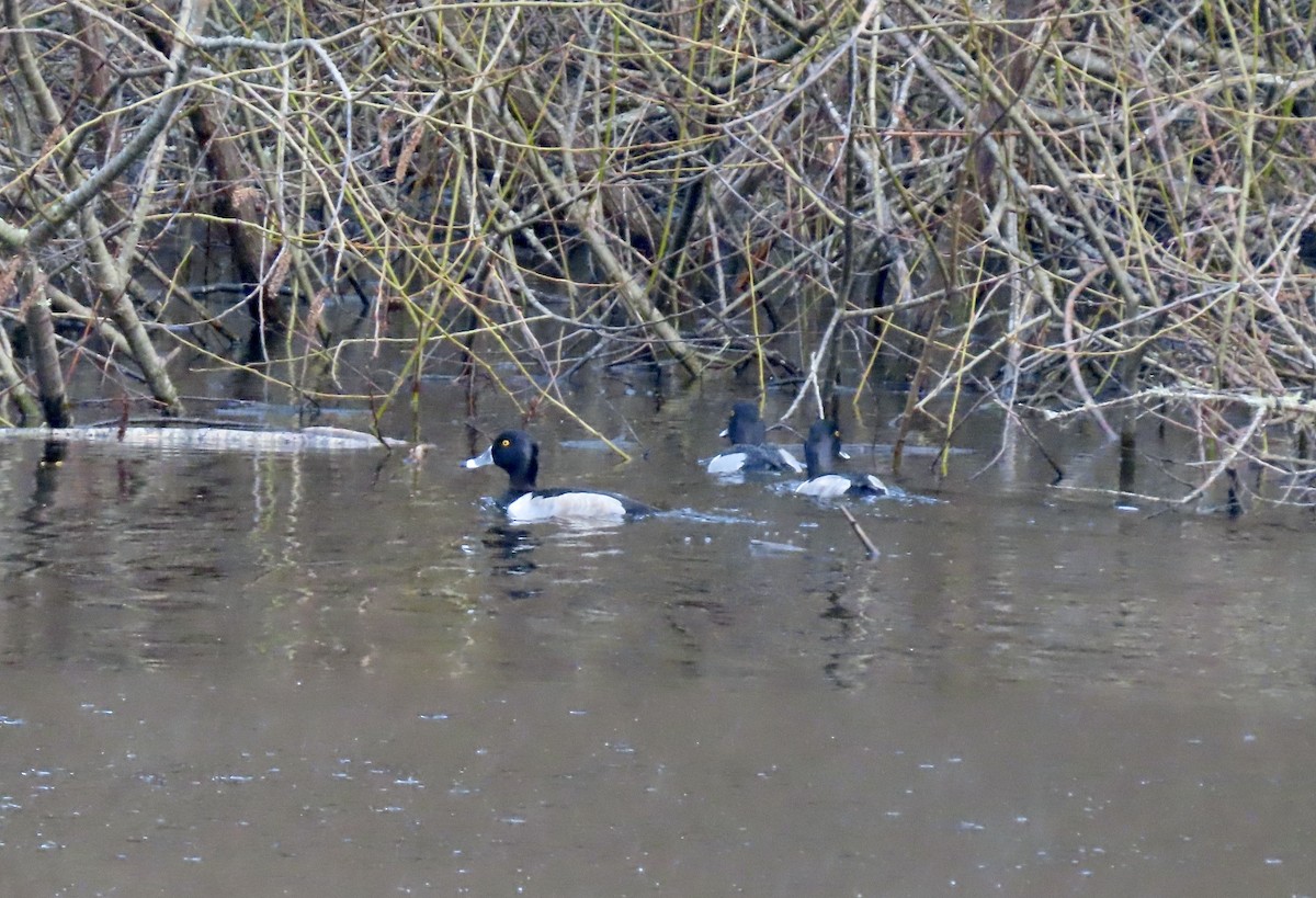 Ring-necked Duck - ML647269942