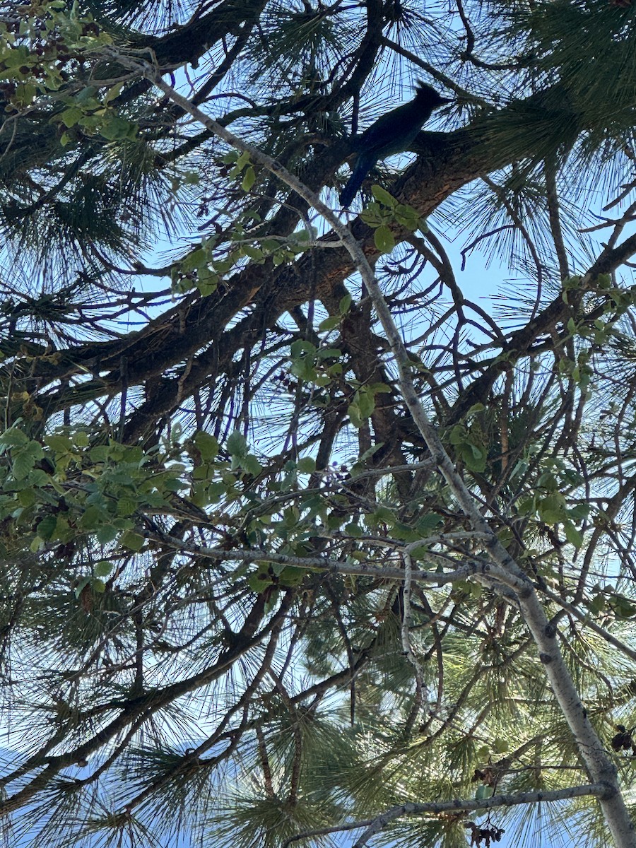 Steller's Jay - ML647269948