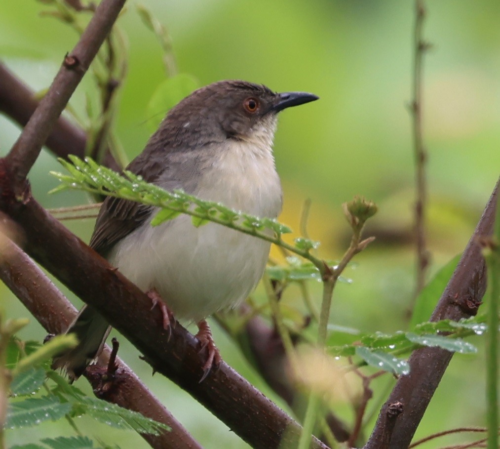 Cangıl Prinyası - ML647269965