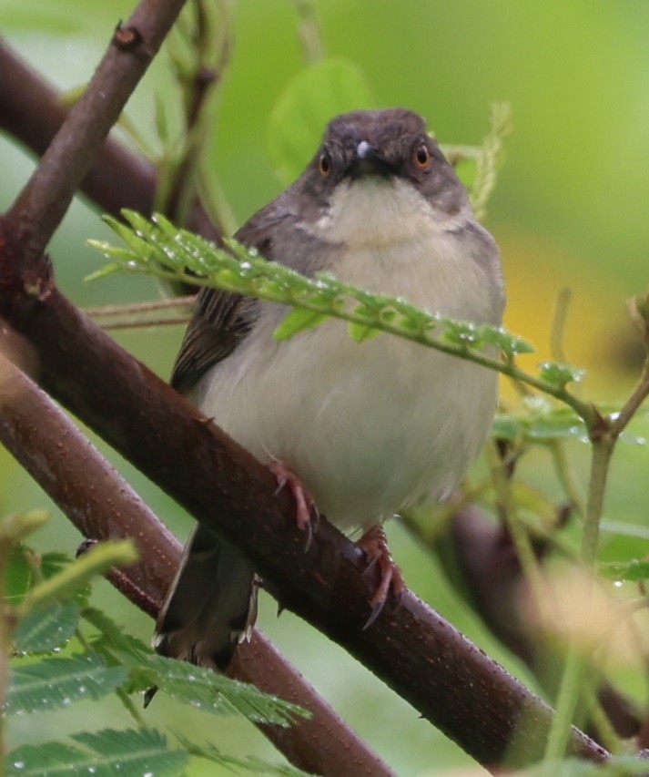 Cangıl Prinyası - ML647269966