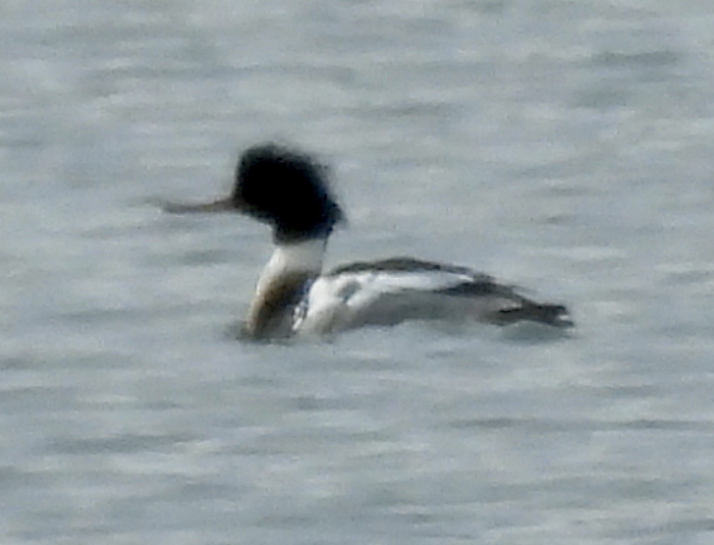 Serreta Mediana - ML647269971