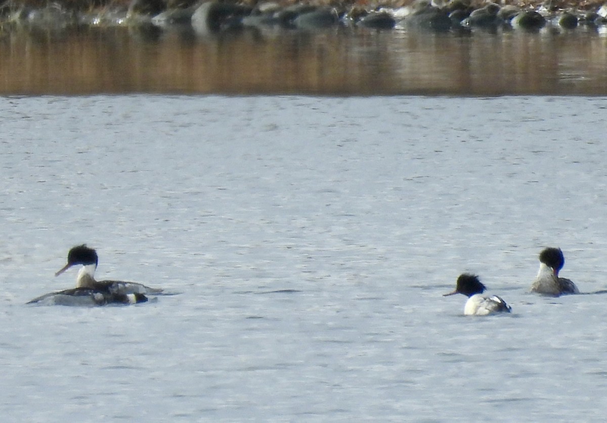 Serreta Mediana - ML647269972