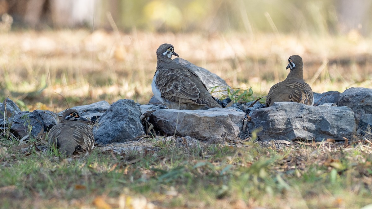 Squatter Pigeon - ML647269976