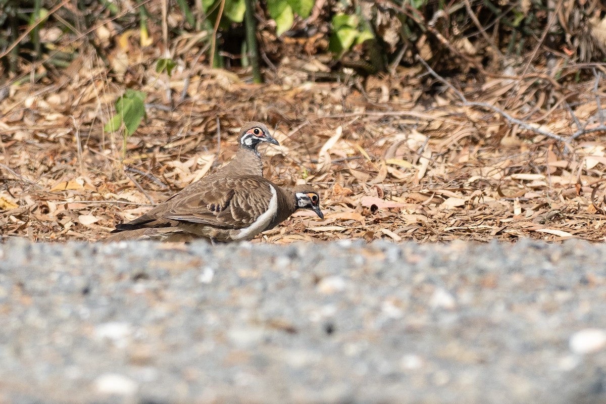 Squatter Pigeon - ML647269978