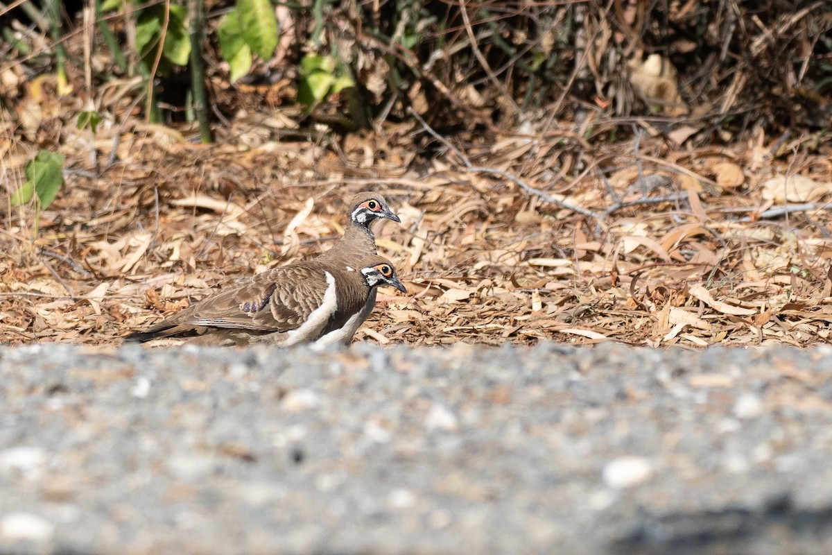 Squatter Pigeon - ML647269979