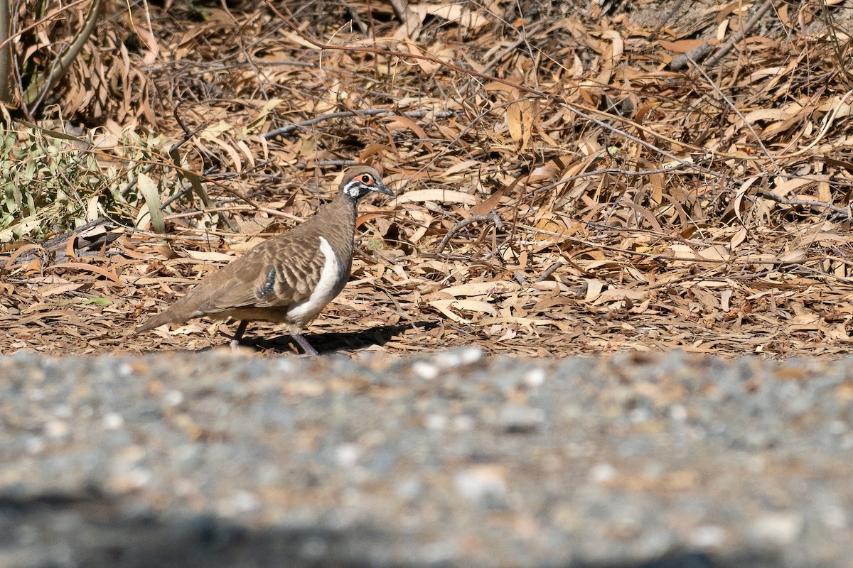 Squatter Pigeon - ML647269980