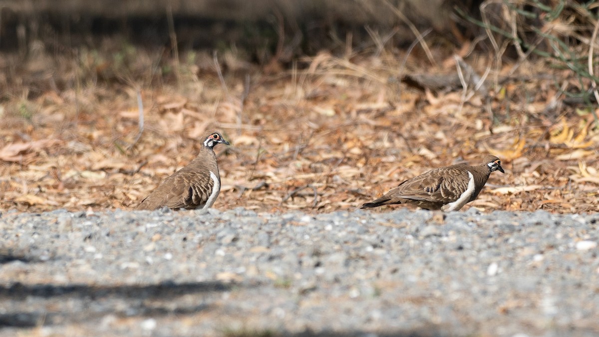 Squatter Pigeon - ML647269981