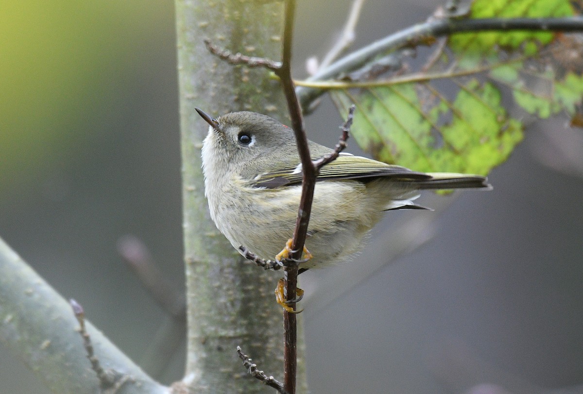 Ruby-crowned Kinglet - ML647269982