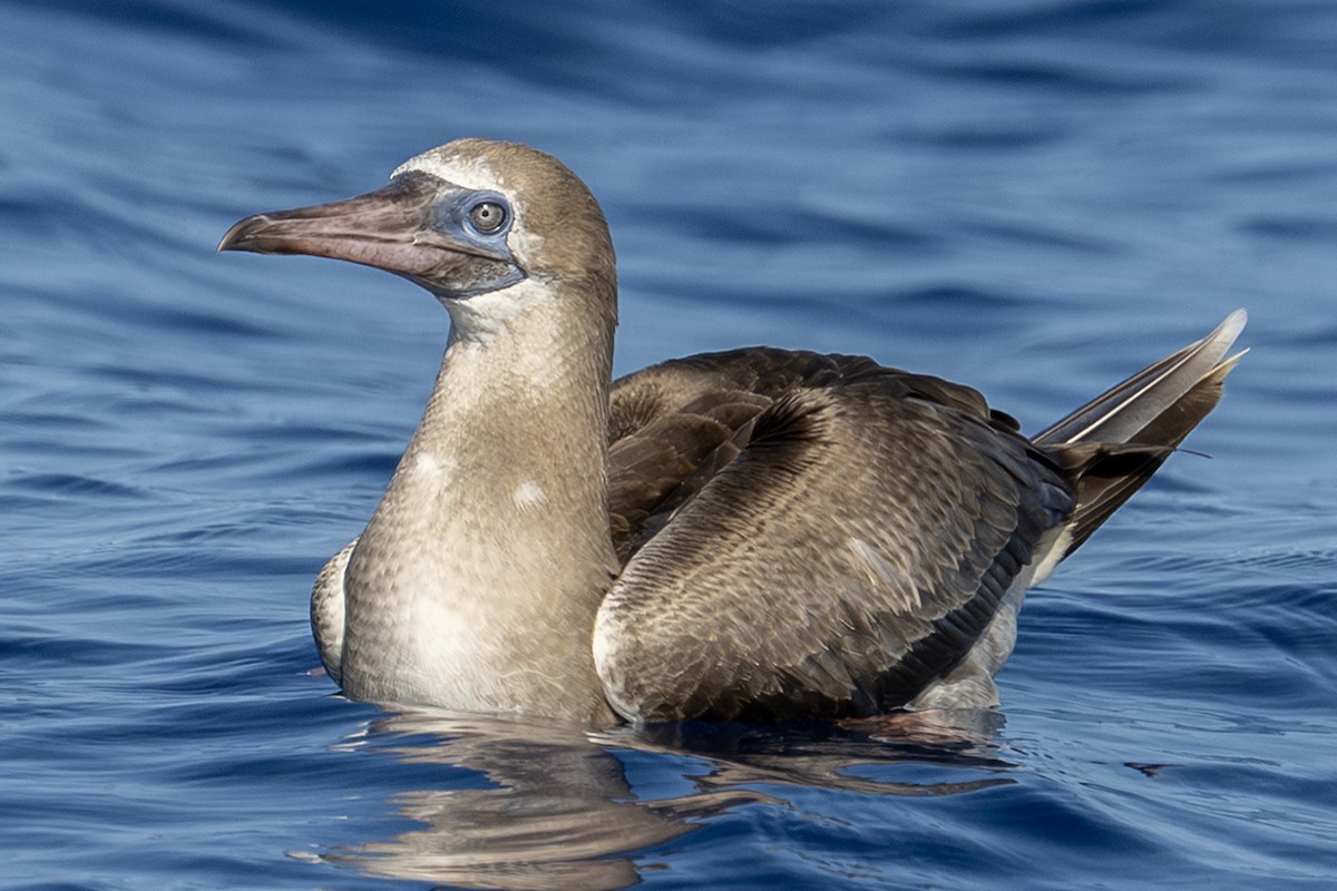 Rotfußtölpel - ML647269988