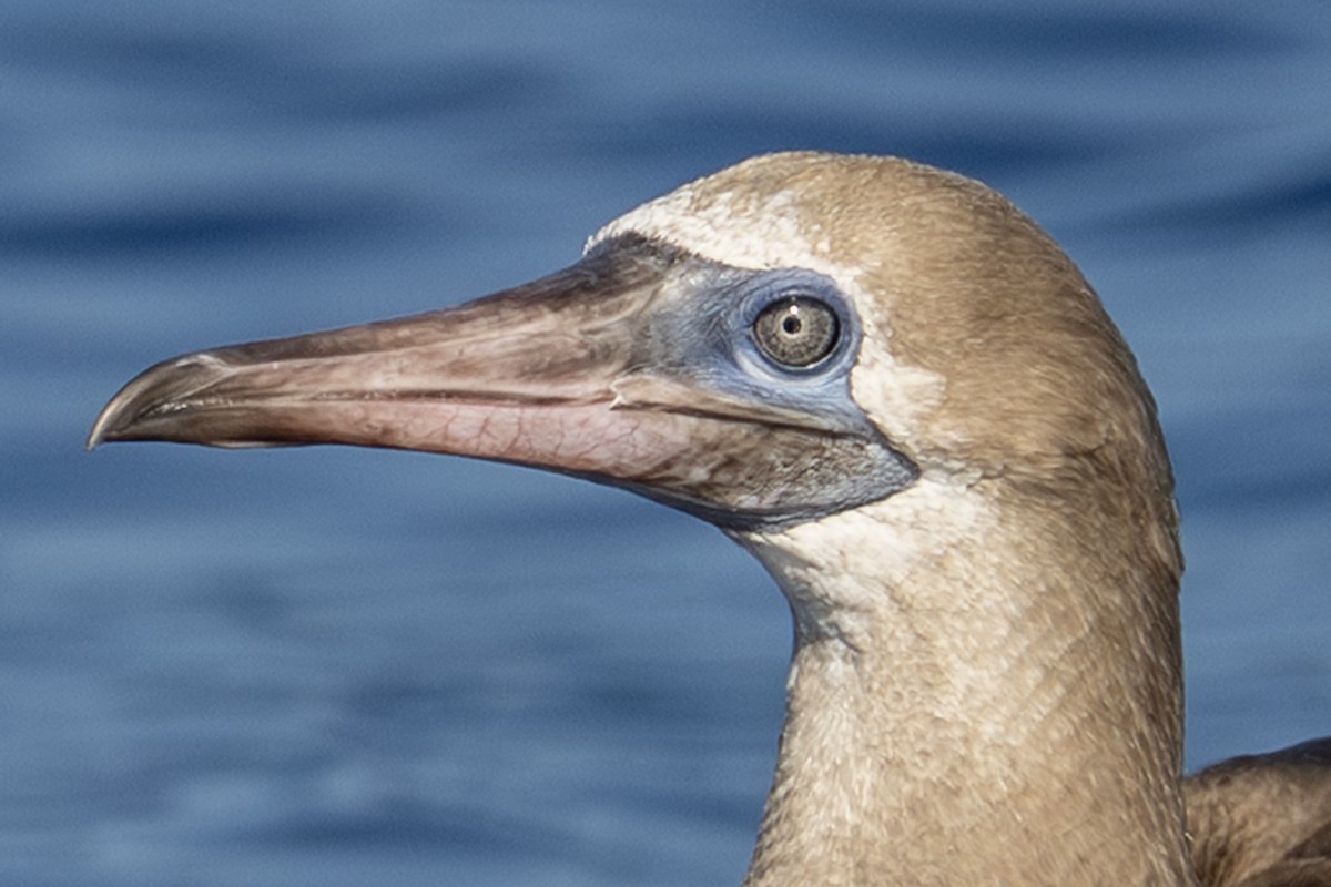 Rotfußtölpel - ML647269989