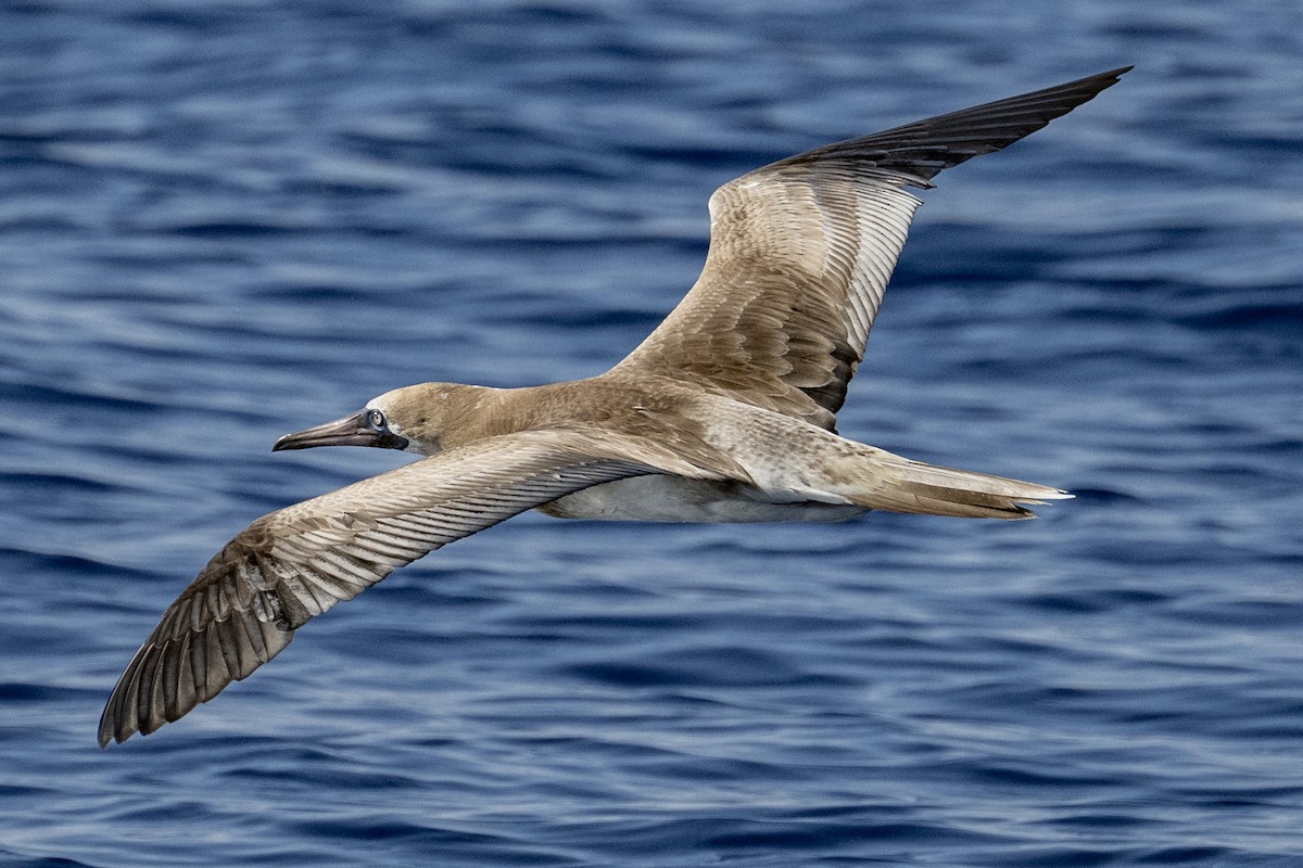 Rotfußtölpel - ML647269990