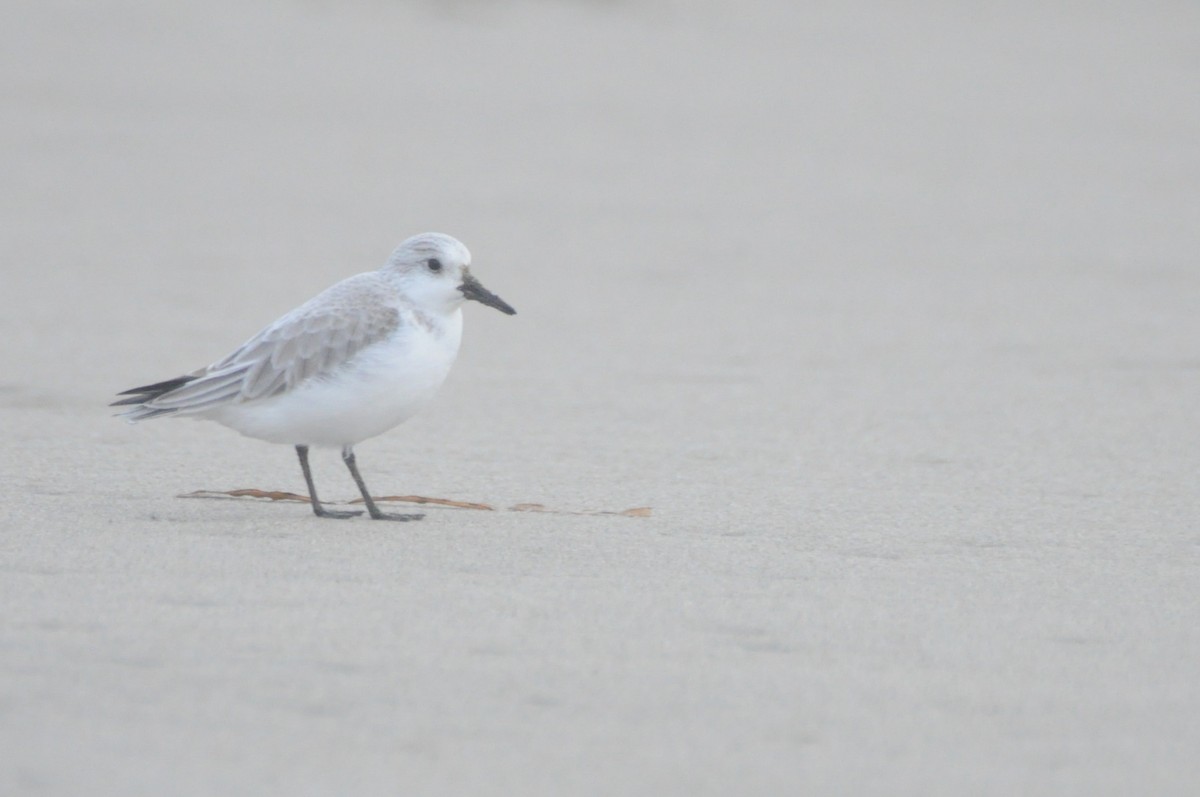Песчанка - ML647269993