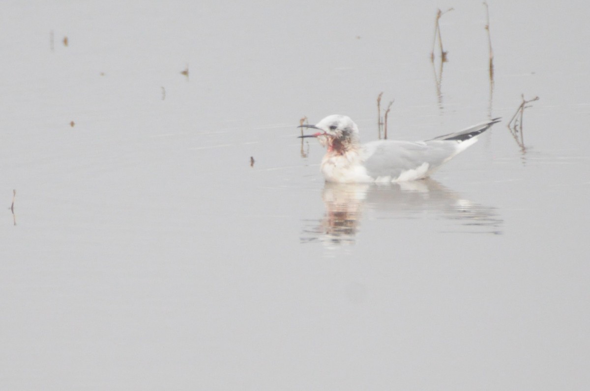 Бонапартова чайка - ML647269999