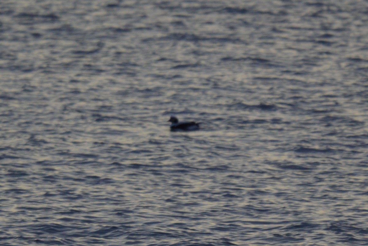 ברווז קרח - ML647270000