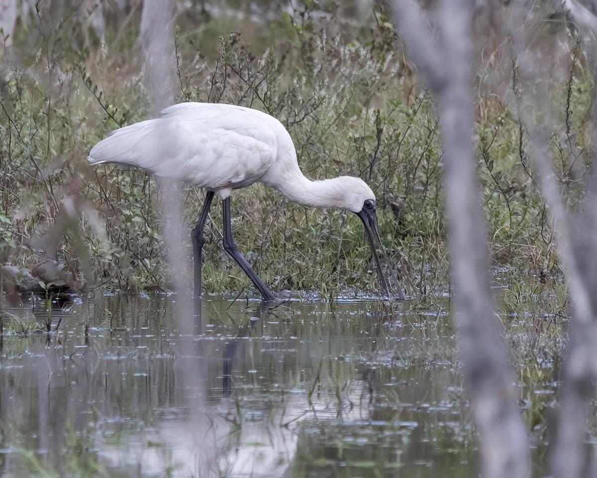Косар королівський - ML647270008