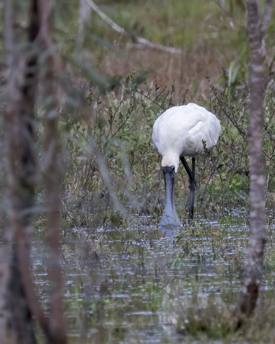 Косар королівський - ML647270009