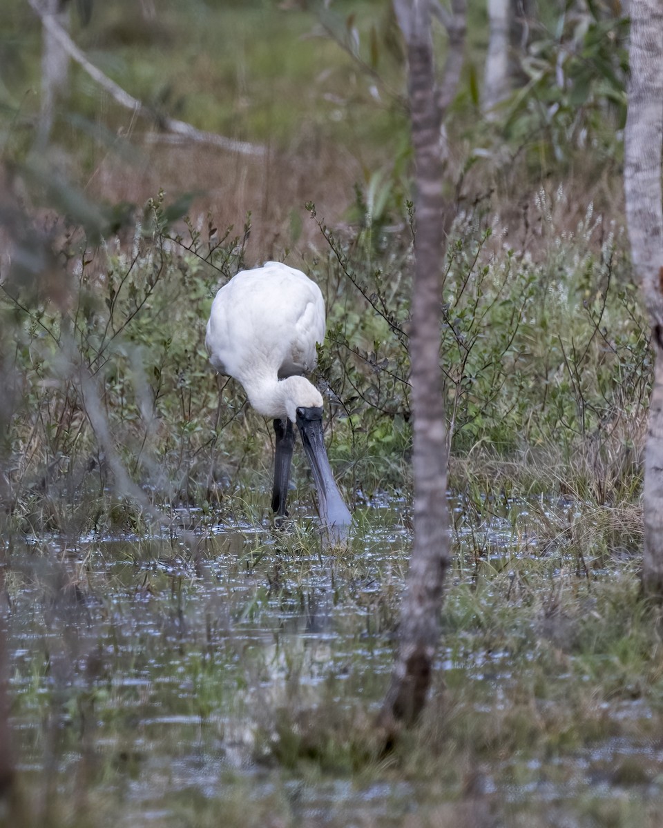 Косар королівський - ML647270010