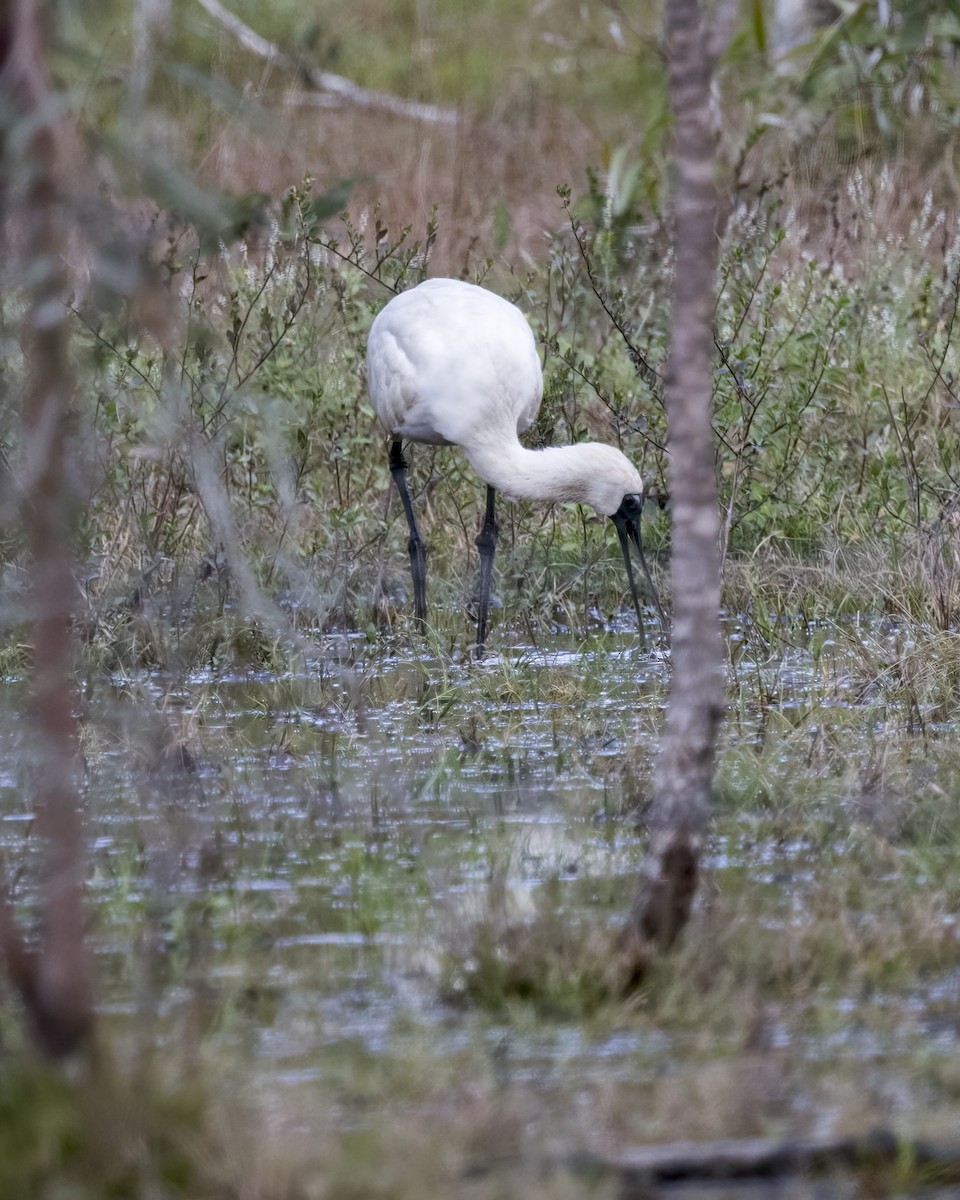 Косар королівський - ML647270011