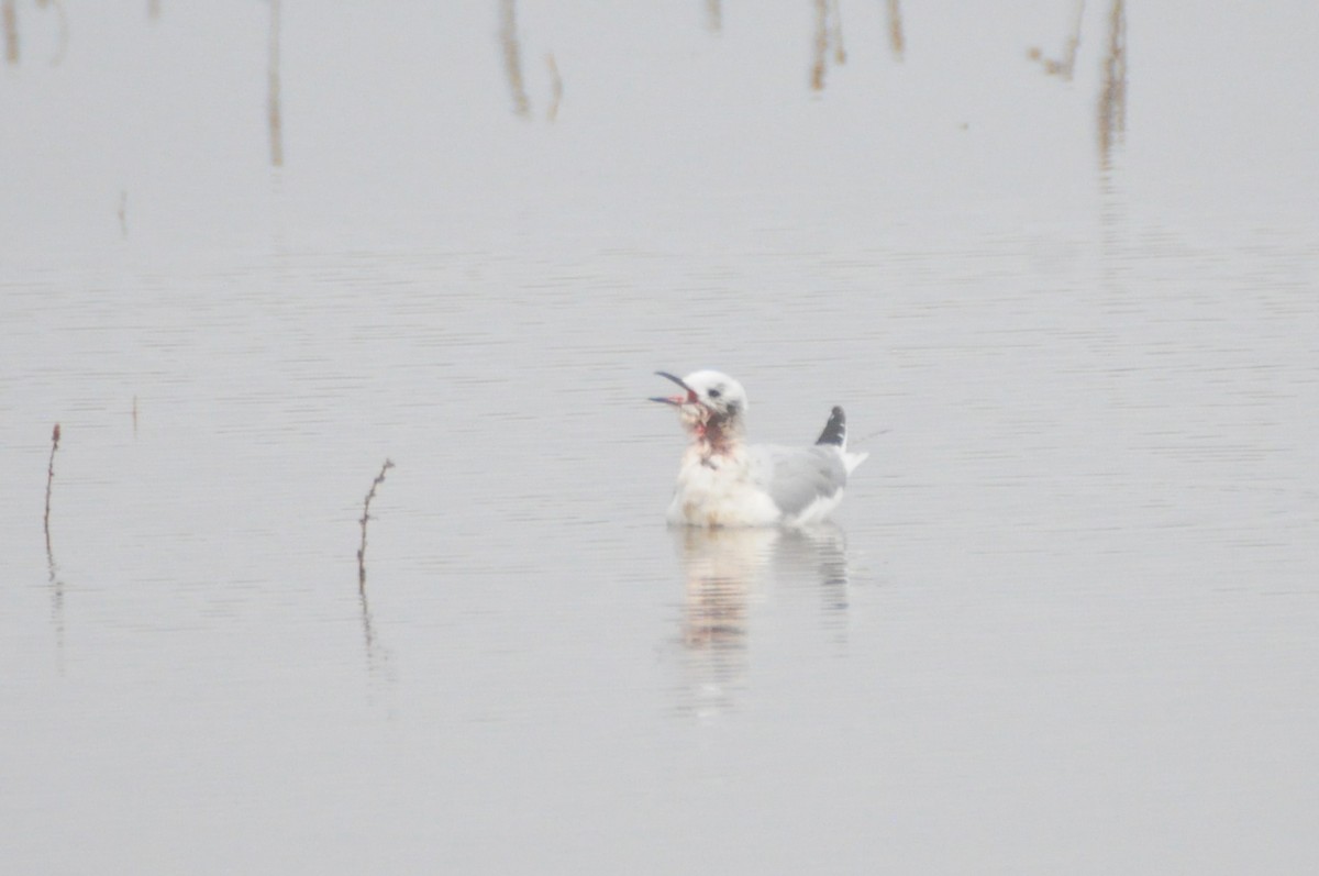 Бонапартова чайка - ML647270012