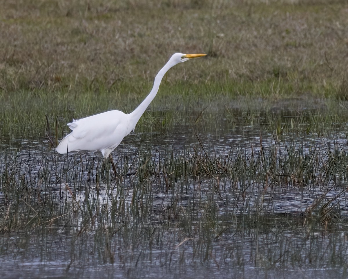 Garceta Grande (australiana) - ML647270031