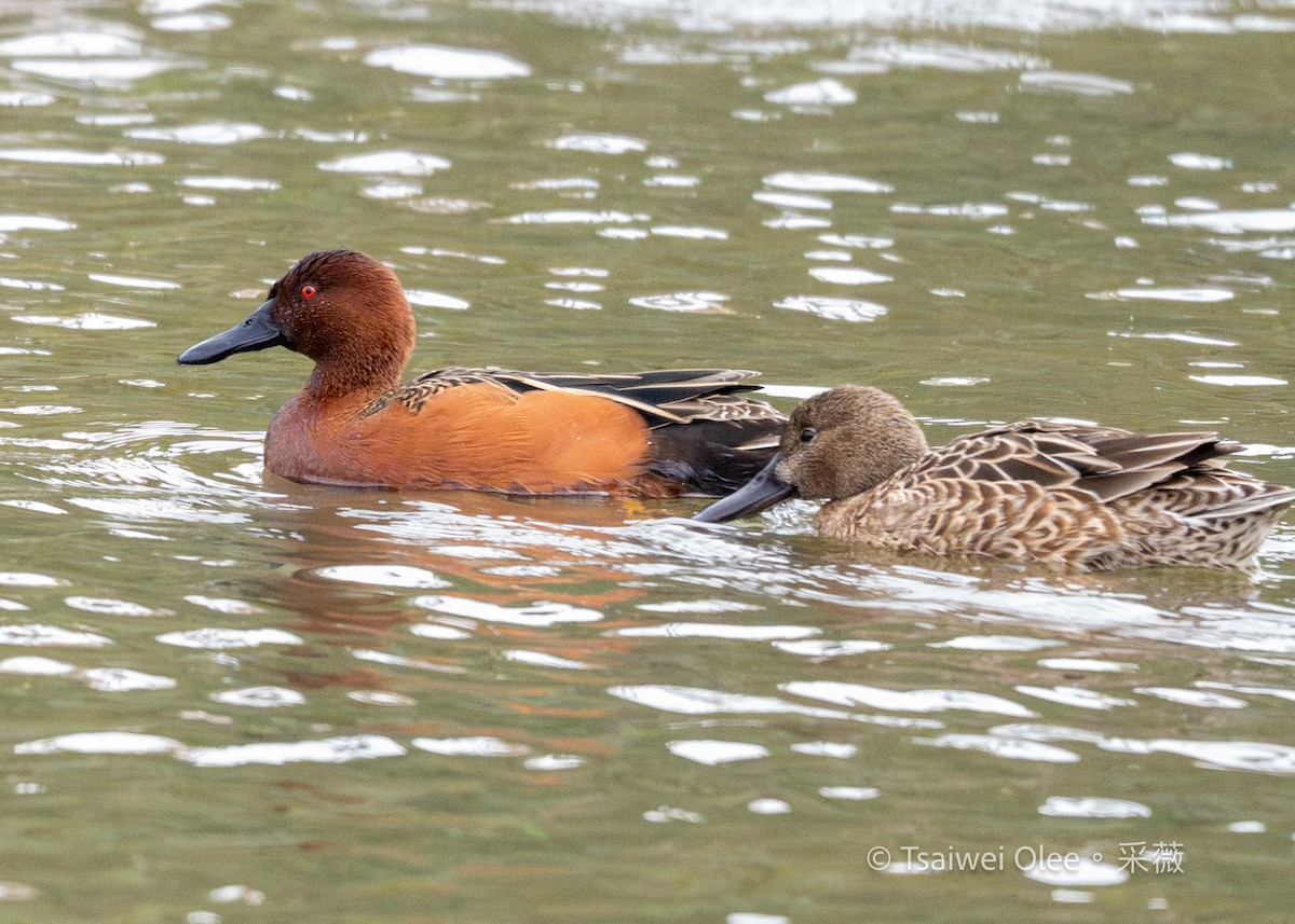 Cinnamon Teal - ML647270034