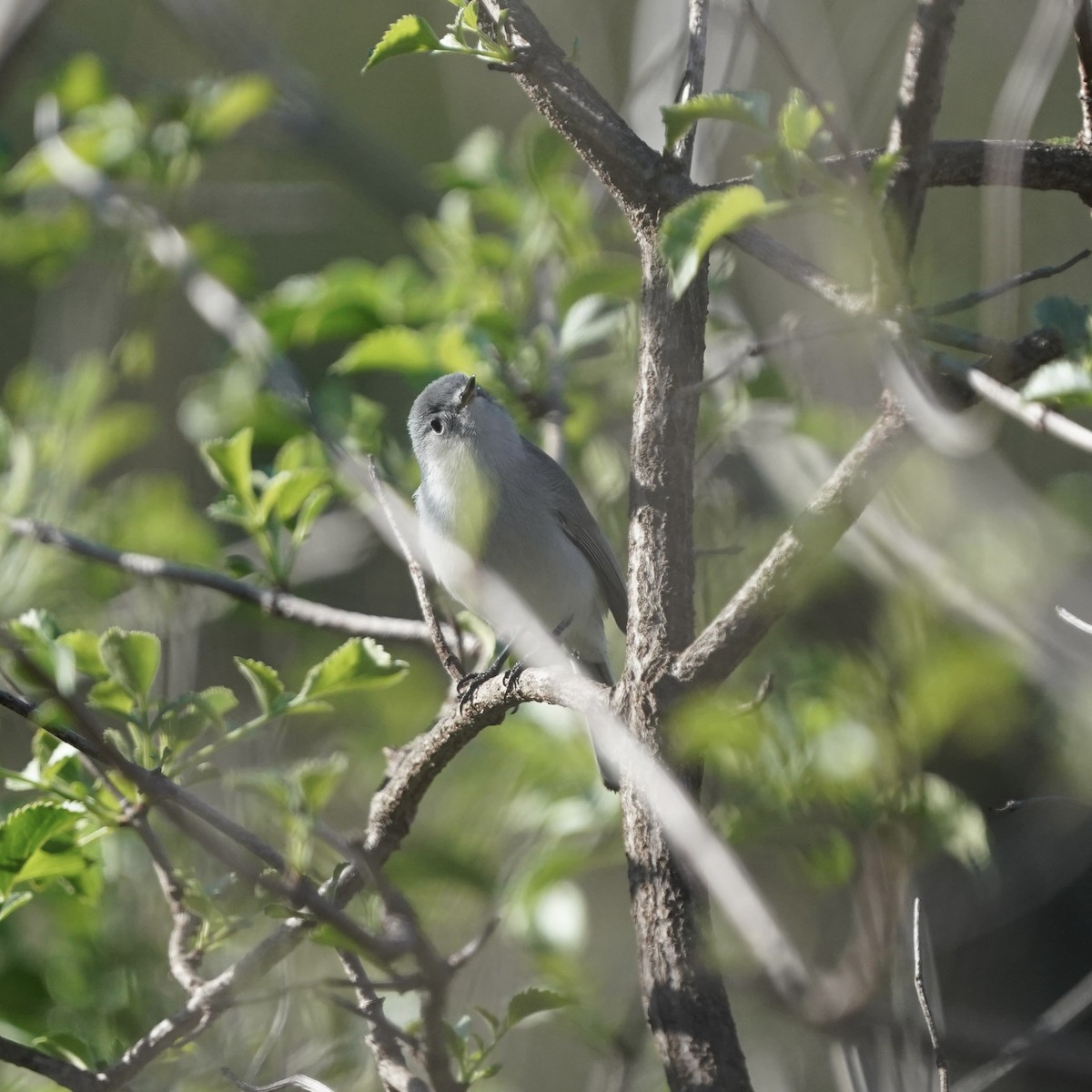 Голубая комароловка - ML647270036