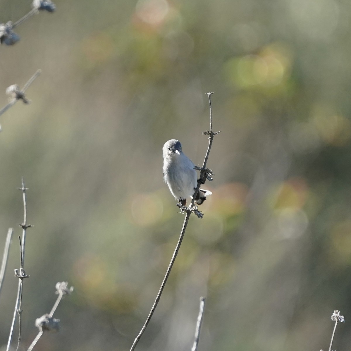 Голубая комароловка - ML647270038