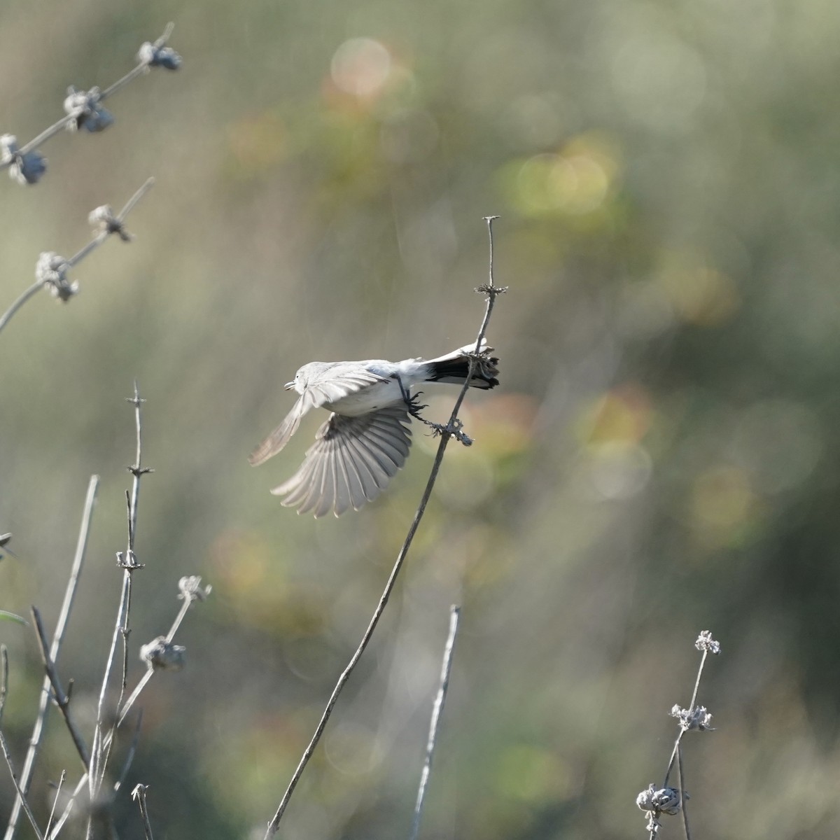 Голубая комароловка - ML647270042