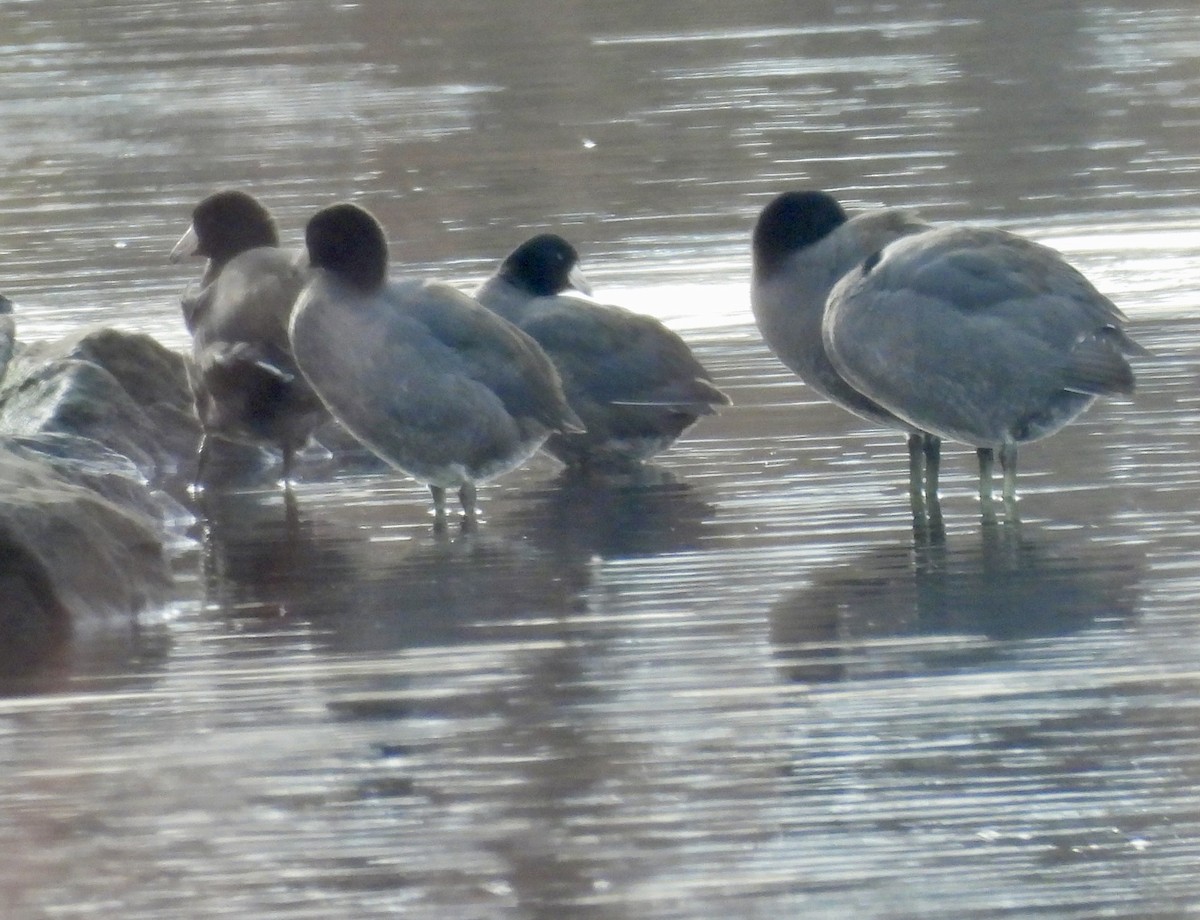 Focha Americana - ML647270051