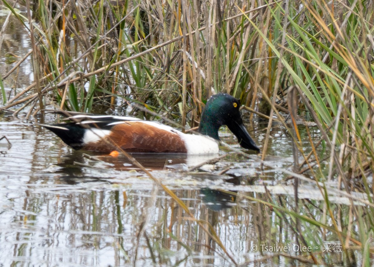 Mestolone - ML647270052