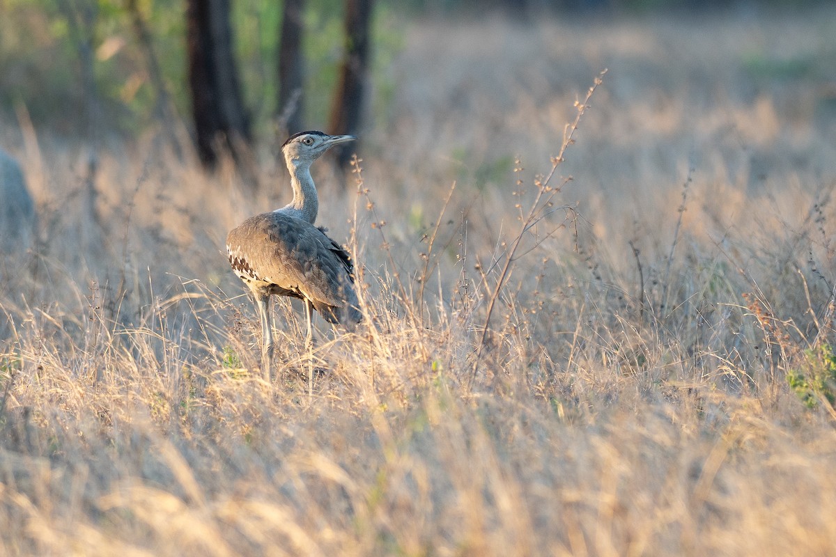 Australian Bustard - ML647270059